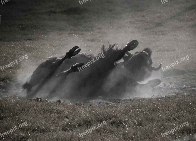 Buffalo Wild American Buffalo Bison Free Photos