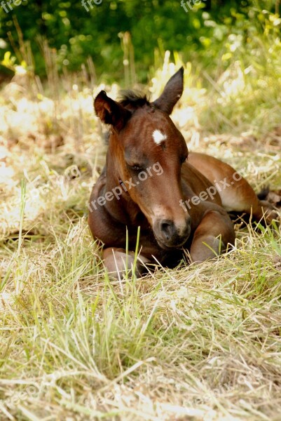 Foal Colt Summer Pasture Mood