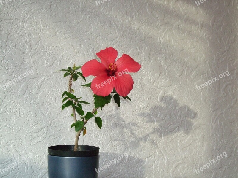 Red Flower Hibiscus China Rose Chinese Hibiscus