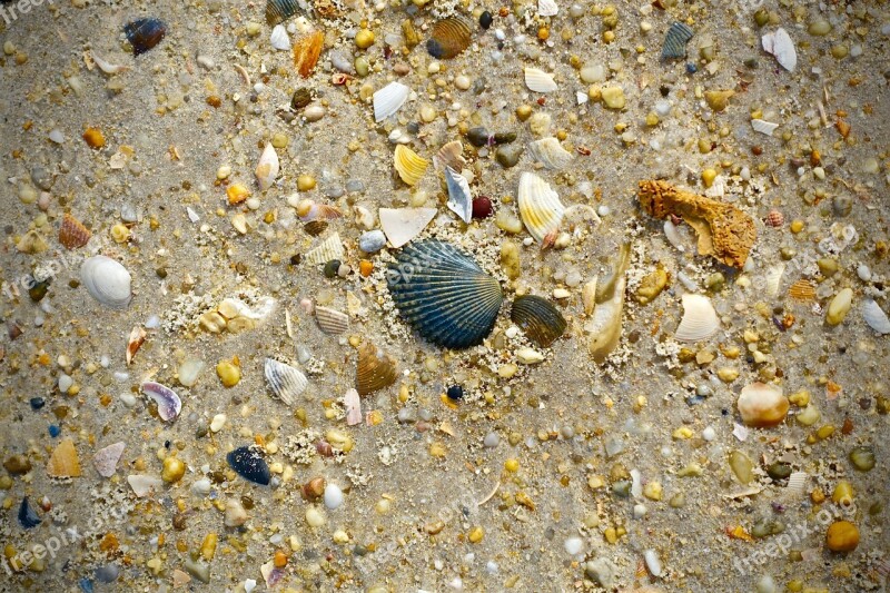 Shell Beach Sand Beach Scene Sea Shells