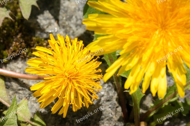 Dandelion Yellow Flower Buttercup Stamp