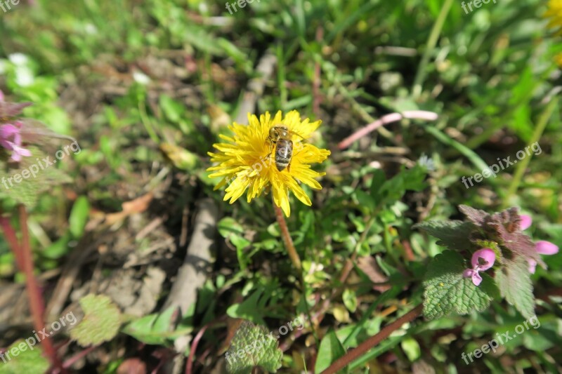 Bee Dandelion Meadow Yellow Spring