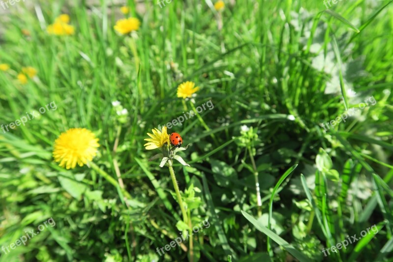 Maikäfer Dandelion Meadow Yellow Spring