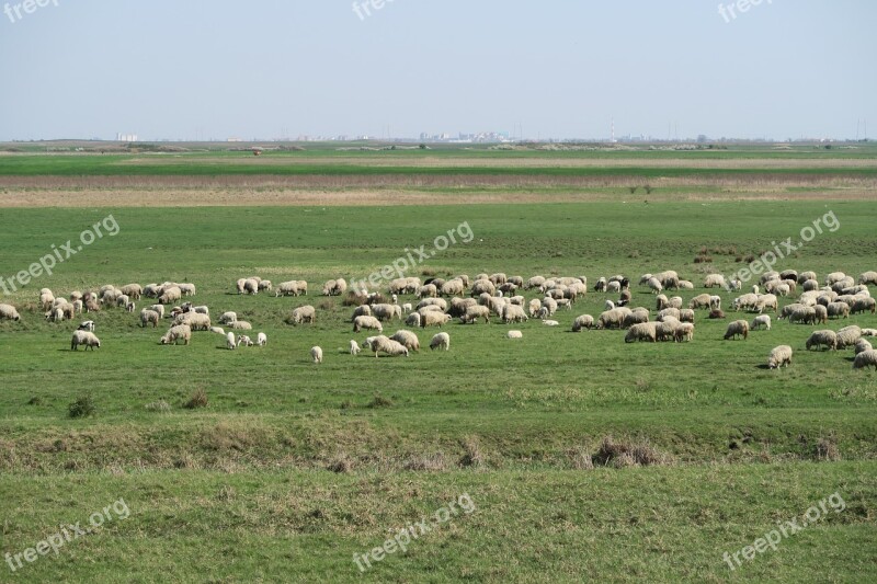 Sheep Pasture Landscape Flock Of Sheep Meadow