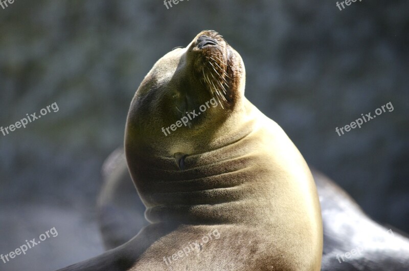 Robbe Water Sun Baby Seal Sea ​​lion