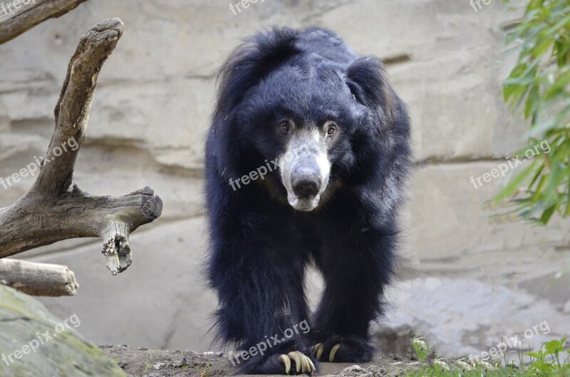 Sloth Funny Black Bear Snout