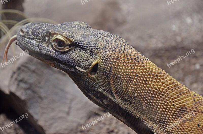 Komodo Dragon Island Komodo Tongue Scavengers Monitor