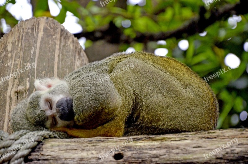 Capuchin Monkey Herr Nilson Capuchin Monkey äffchen