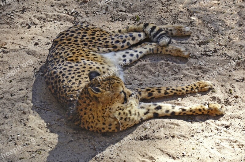 Cheetah Lazy Sleep Fast Cat