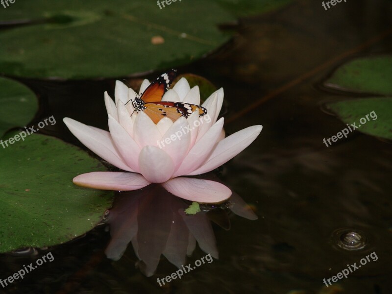 Butterfly Monarch Water Lily Water Free Photos