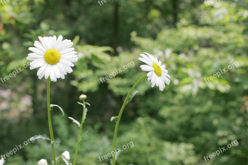 Daisy Flowers White Flower Spring Republic Of Korea