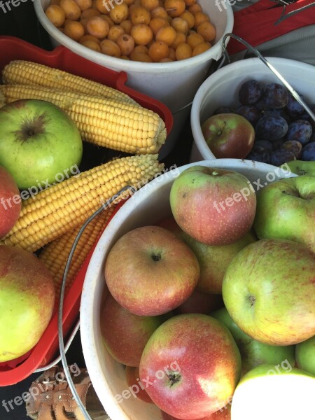 Fruit Apple Corn Harvest Organic