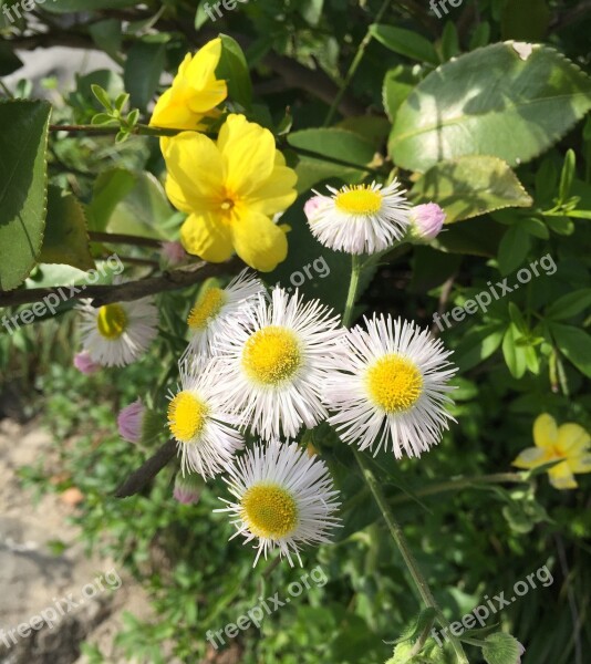 Flowers Daisies Blossom Bloom Nature