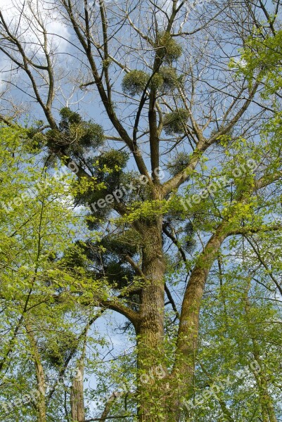 Mistletoe Tree Spring Parasite Free Photos