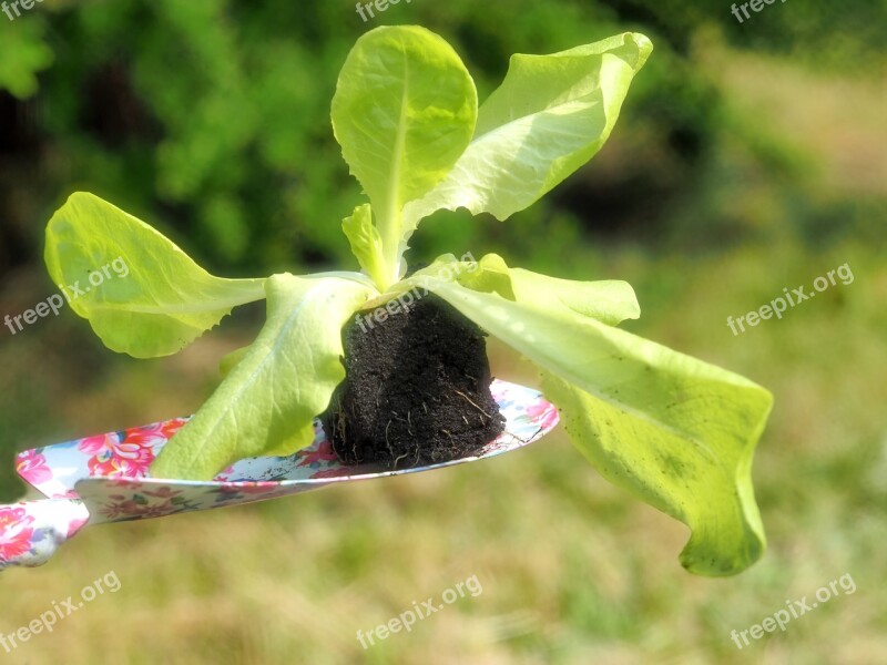 Planting Garden Planting Time Salad Lettuce Plants