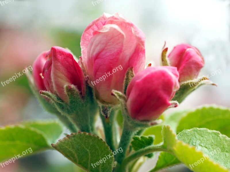 Apple Blossoms Apple Apple Tree Apple Tree Blossom Close Up