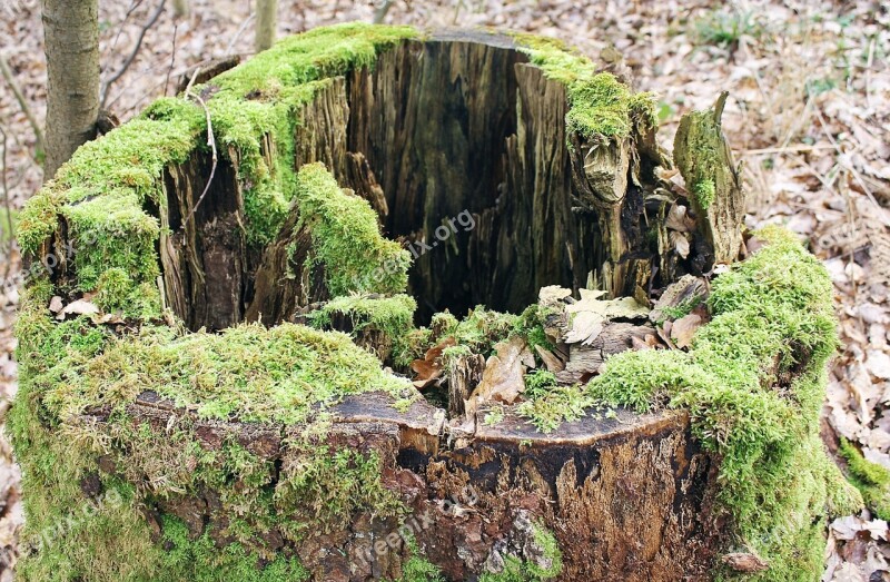 Moss Tree Stump Nature Forest Hole In The Tree Trunk