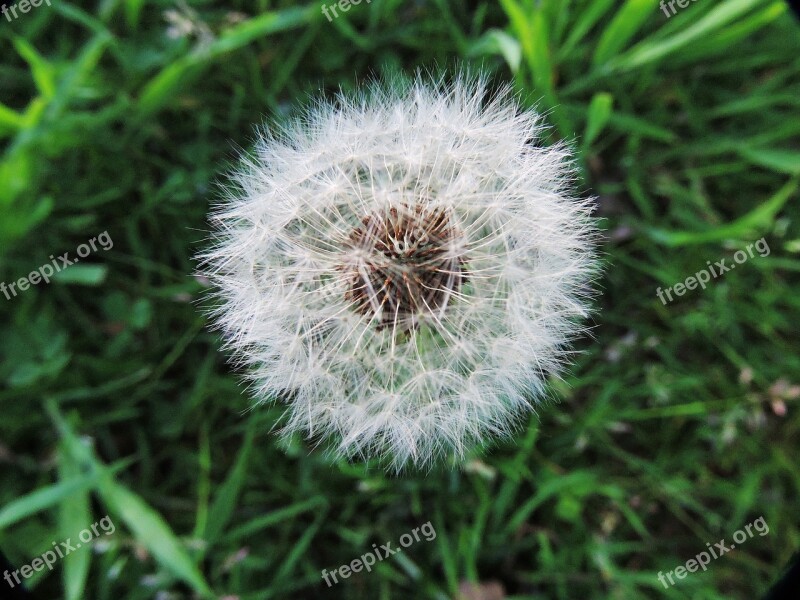 Dandelion Fluff Wishes Grass Green