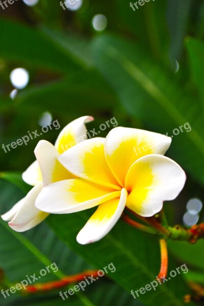 Frangipani Flowers White Flowers More Information Free Photos