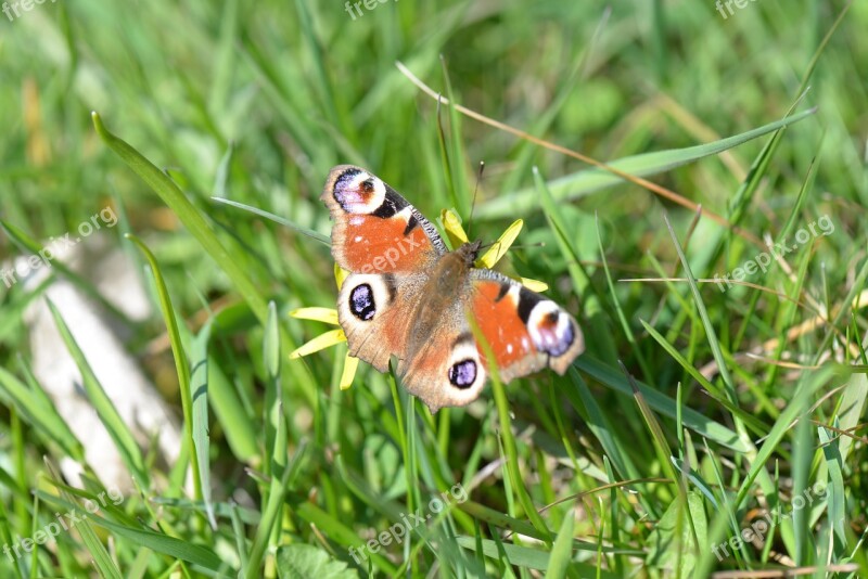 Butterfly Peacock Butterfly Meadow Insect Close Up