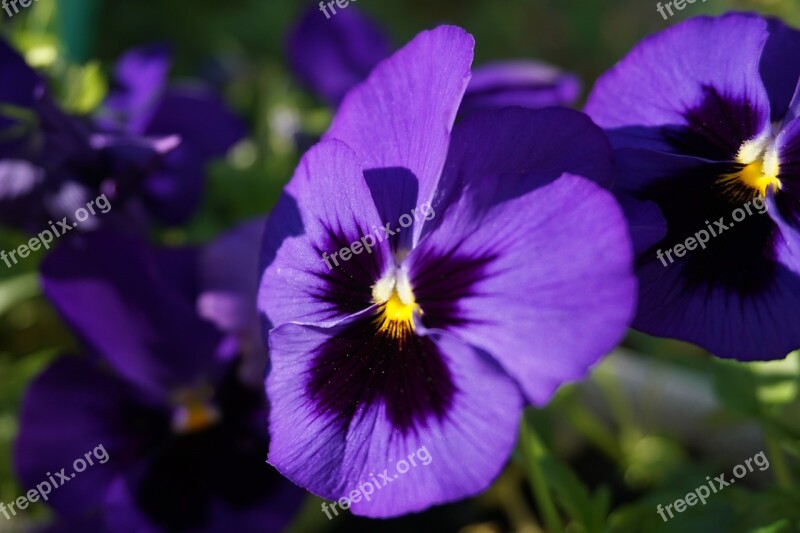 Pansy Flowers Macro Petals Violet