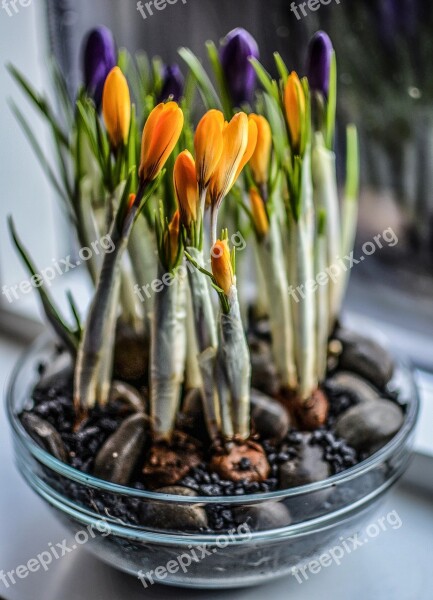 Crocuses Pot Spring Gardening Life