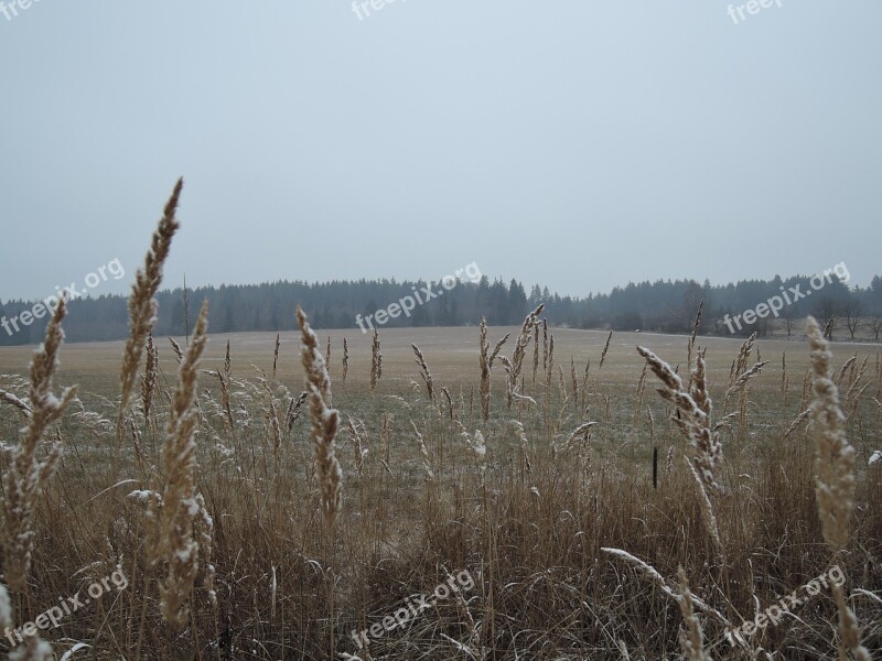 Winter Snow Dim Fog Meadow