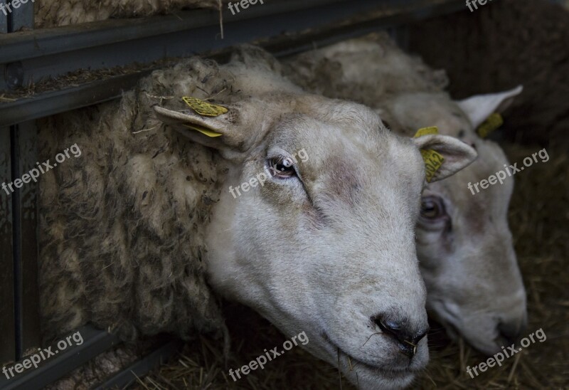 Both Texel May Agriculture Wool