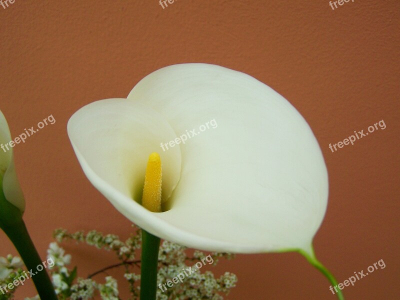 Creeks White Flower Cut Flower Free Photos