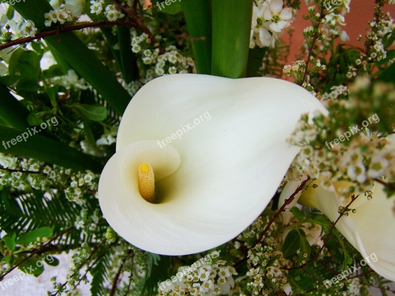 Flower Bouquet White Calla Lily Cut Flower Free Photos