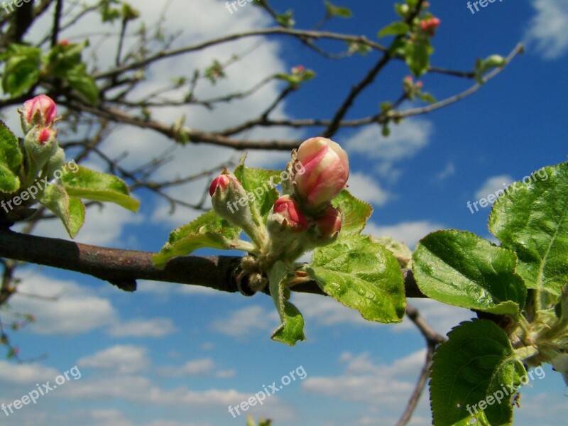 Apple Tree Flower Buds Spring Free Photos