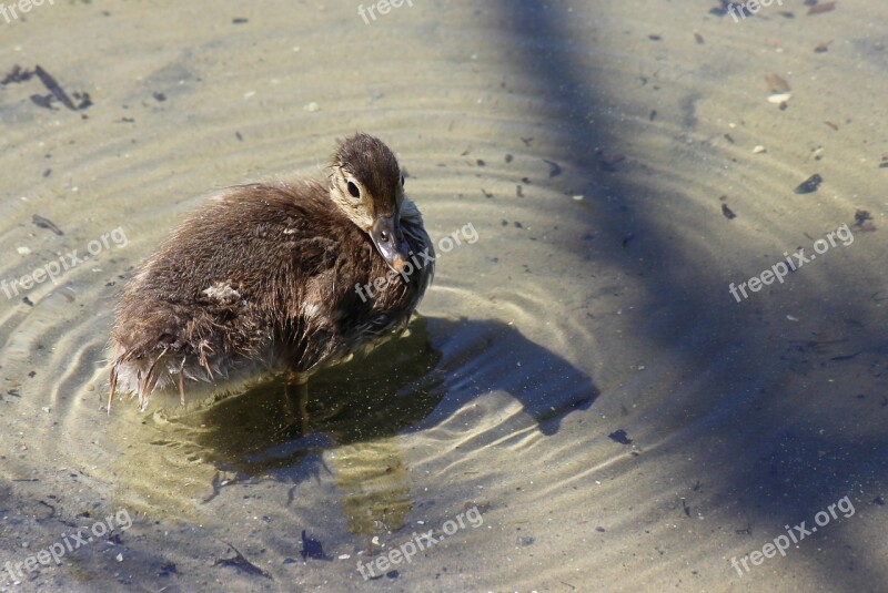 Gadwall Chicken Duck Water Bird Feather