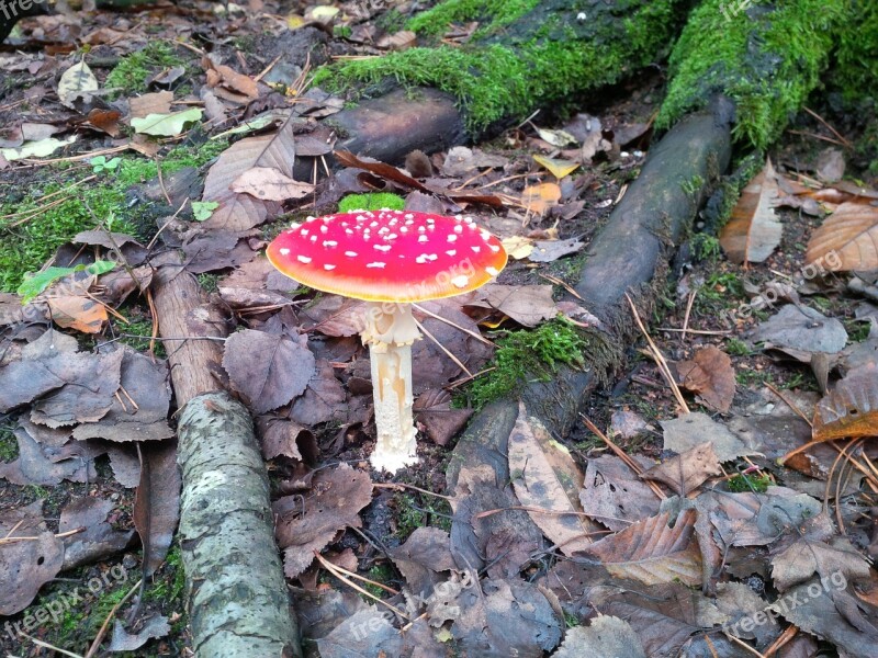 Fly Agaric Red Fly Agaric Mushroom Toxic Mushroom Forest