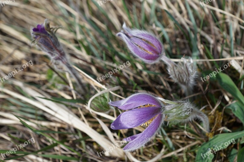 Pasqueflower Flower Purple Plant Pasque Flower