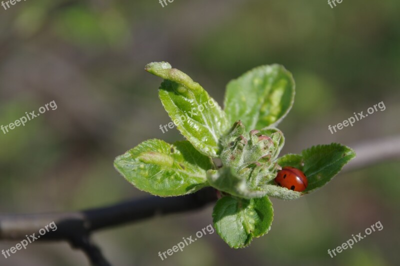 Spring Apple Nature Ladybug Green