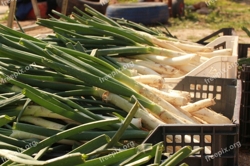 Calçots Leek Food Green Organic Garden