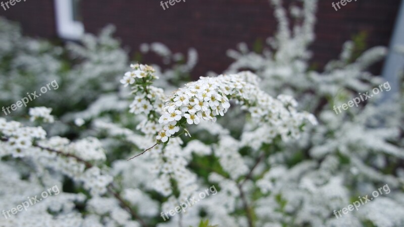 Flower White Nature White Flowers Spring