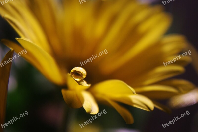 Drop Of Water Drip Flower Gerbera Plant