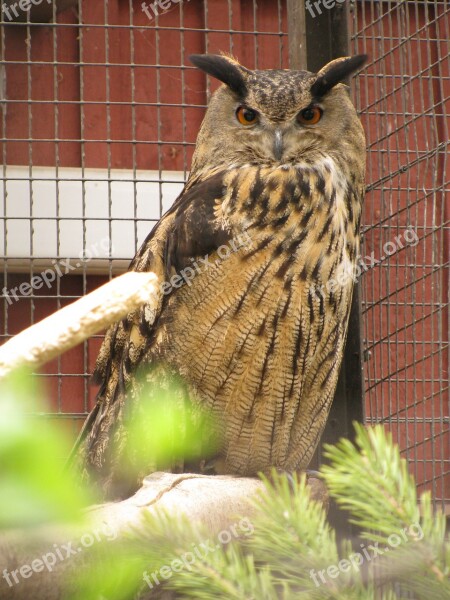 Eagle Owl Bubo Bubo Bird Garden Injured Bird Birds Treated