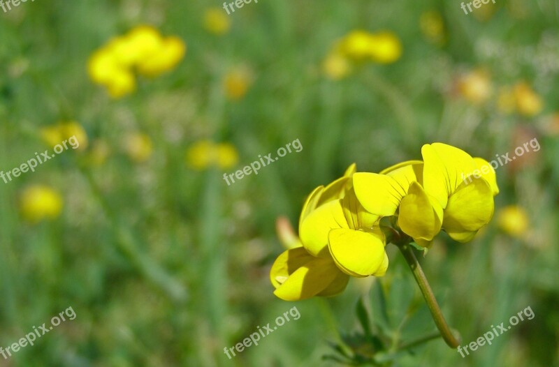 Flower Yellow Meadow Birdsfoot Trefoil Lotus Corniculatus