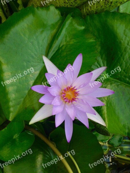 Leaves Flower Green Nature Petals