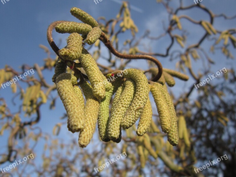 Hazel Flower Hazelnut Frühlingsanfang Blossom Bloom