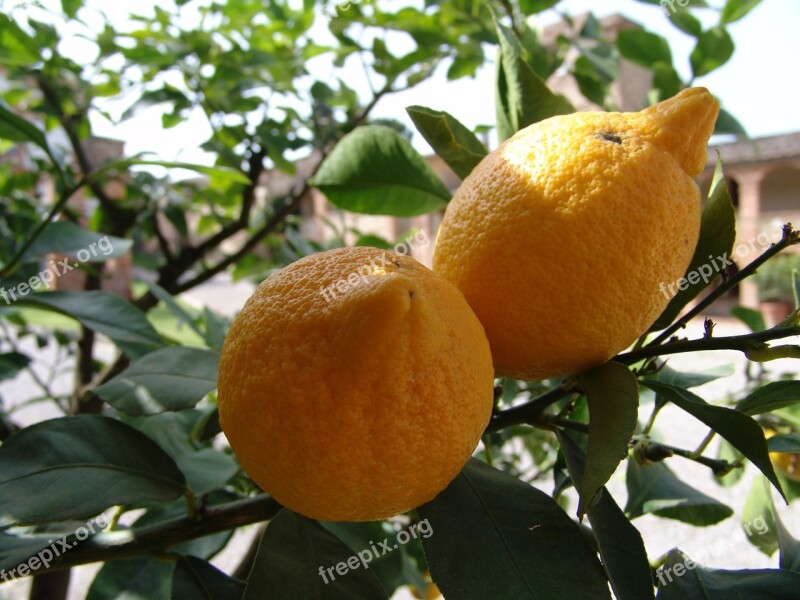 Lemons Tree Bush Green Tuscany