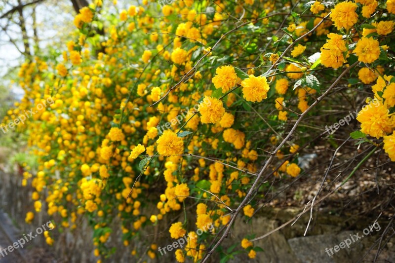 Kill Shoes Hwangmae Spring Flowers Yellow Flower April