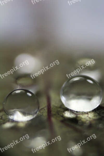 Nature Droplet L Water Drop