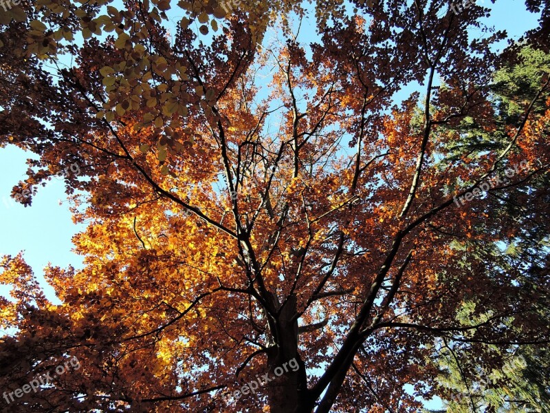 Forest Trees Treetops Heaven Light