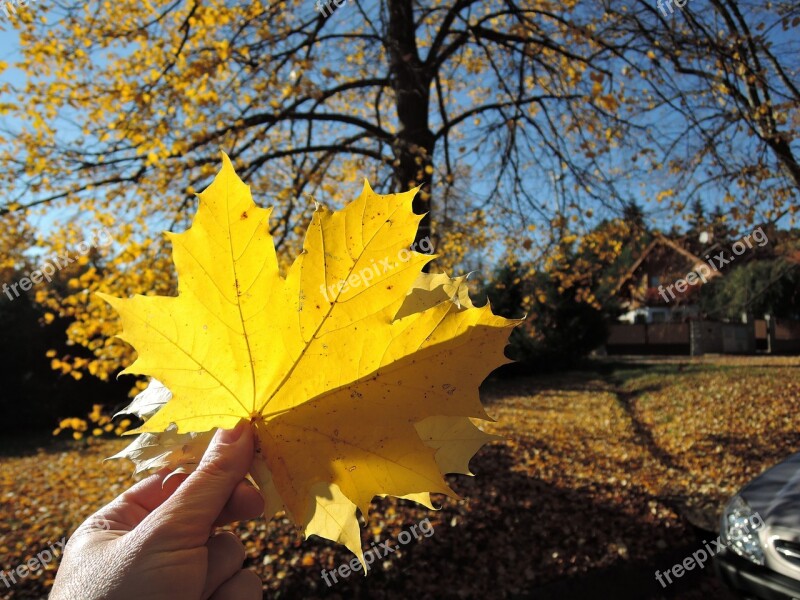 Sheet Maple Autumn Sun Fallen Leaves