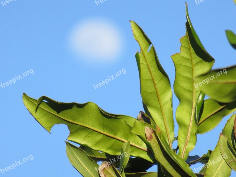 Fuzzy Moon Branch Free Photos