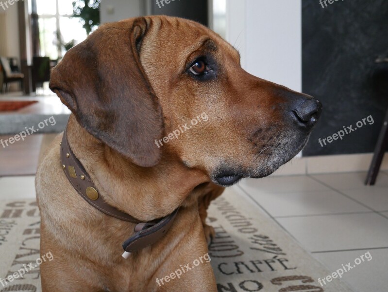 Rhodesian Ridgeback Dog Pet Head Brown