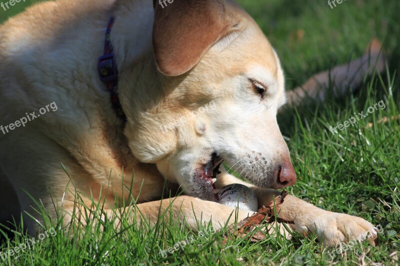 Dog Pet Rescue Yellow Labrador